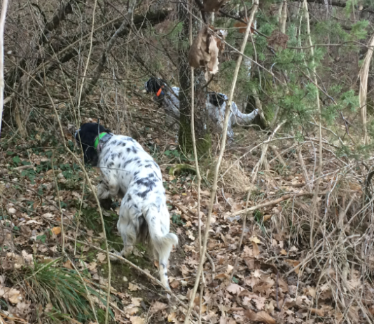 Monitoraggio della beccaccia con il cane da ferma: arriva il brevetto Enci monitoraggio beccaccia