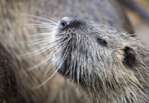 Spara a nutria: denunciato, a rischio il porto d’armi