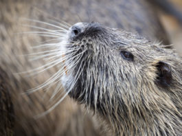 Spara a nutria: denunciato, a rischio il porto d’armi