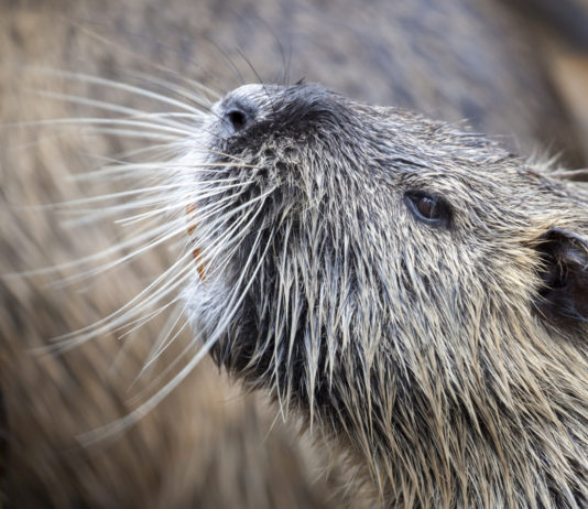 Spara a nutria: denunciato, a rischio il porto d’armi