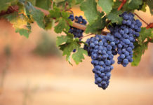 Voleva rubare un grappolo d’uva, il padrone di casa gli spara