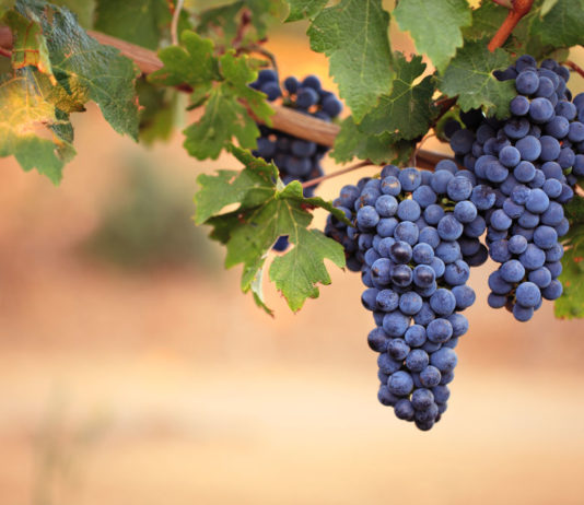 Voleva rubare un grappolo d’uva, il padrone di casa gli spara