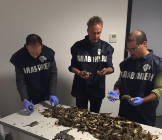 Carabinieri forestali: operazione antibracconaggio all’aeroporto di Bergamo Carabinieri