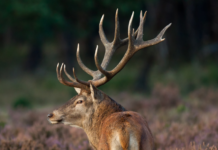 Congresso nazionale di ecopatologia della fauna: si apre oggi il sipario congresso