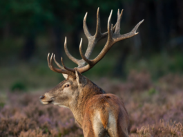 Congresso nazionale di ecopatologia della fauna: si apre oggi il sipario congresso