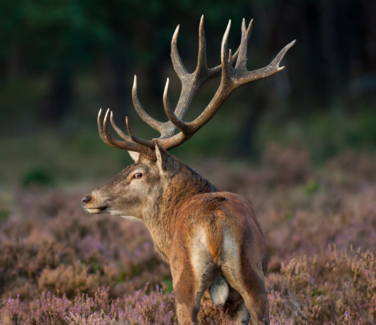 Congresso nazionale di ecopatologia della fauna: si apre oggi il sipario congresso