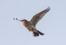 Allodola: Federcaccia sostiene gli studi scientifici sulla specie allodola