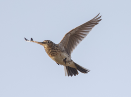 Allodola: Federcaccia sostiene gli studi scientifici sulla specie allodola