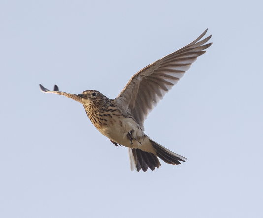 Allodola: Federcaccia sostiene gli studi scientifici sulla specie allodola