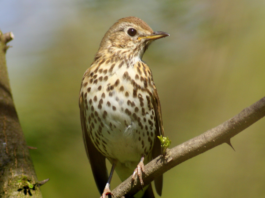 Anuu Migratoristi: notizie sul passo, il giorno del tordo bottaccio Anuu