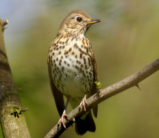 Anuu Migratoristi: notizie sul passo, il giorno del tordo bottaccio Anuu