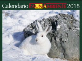 Faunambiente: presentati due nuovi volumi fotografici sugli uccelli Faunambiente
