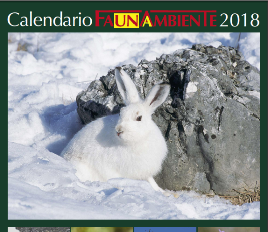 Faunambiente: presentati due nuovi volumi fotografici sugli uccelli Faunambiente