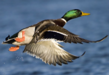 Ufficio Avifauna Migratoria Federcaccia: richiesta deroga per l’utilizzo dei richiami vivi nelle aree non a rischio di aviaria Ufficio Avifauna Migratoria