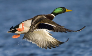 Ufficio Avifauna Migratoria