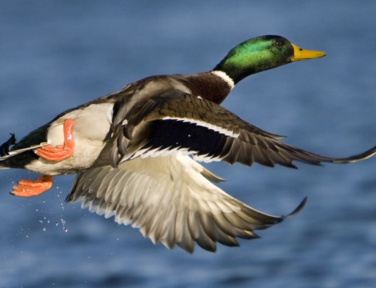 Ufficio Avifauna Migratoria Federcaccia: richiesta deroga per l’utilizzo dei richiami vivi nelle aree non a rischio di aviaria Ufficio Avifauna Migratoria