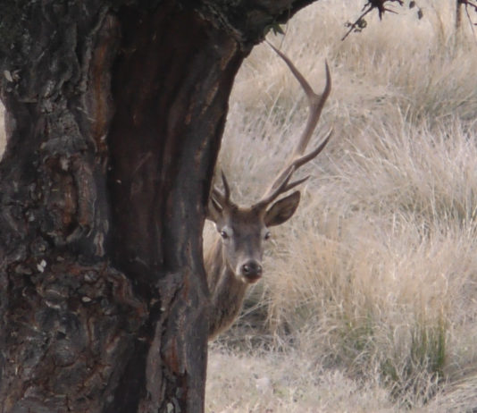 Sky Caccia: le novità in programma a novembre Sky Caccia