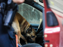 Un bando da mezzo milione di euro Polizia norvegese