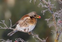 Notizie sul passo: arrivati sasselli e cesene Passo