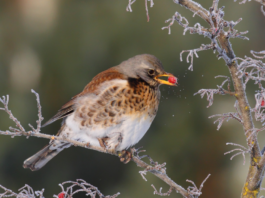 Notizie sul passo: arrivati sasselli e cesene Passo