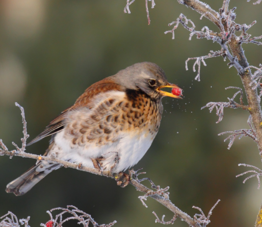 Notizie sul passo: arrivati sasselli e cesene Passo