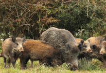 Blaser Club Italia: un altro evento in programma il 1° e il 2 dicembre Blaser