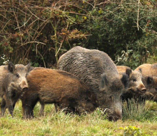 Blaser Club Italia: un altro evento in programma il 1° e il 2 dicembre Blaser