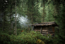 Va a caccia, orso gli ruba i fucili Armi rubate dall'orso a Irkutsk, in Siberia: multa e sospensione della licenza per un anno per il cacciatore coinvolto.