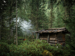 Va a caccia, orso gli ruba i fucili Armi rubate dall'orso a Irkutsk, in Siberia: multa e sospensione della licenza per un anno per il cacciatore coinvolto.