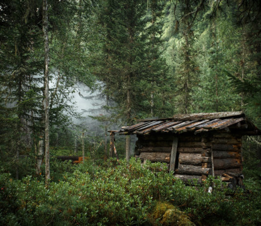 Va a caccia, orso gli ruba i fucili Armi rubate dall'orso a Irkutsk, in Siberia: multa e sospensione della licenza per un anno per il cacciatore coinvolto.