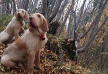 Beccacce che Passione. Editoriale: “La ferita risana, la cicatrice resta” beccacce