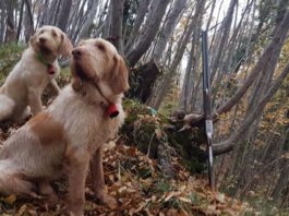 Beccacce che Passione. Editoriale: “La ferita risana, la cicatrice resta” beccacce