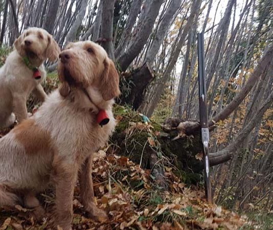 Beccacce che Passione. Editoriale: “La ferita risana, la cicatrice resta” beccacce