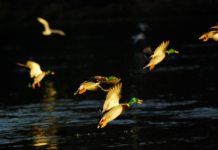 La caccia su Sky: le novità di gennaio sul canale 235 Sky