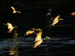 La caccia su Sky: le novità di gennaio sul canale 235 Sky