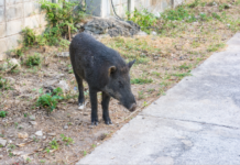 Contenimento fauna selvatica: no alla modifica degli articoli 12 e 19 legge 157/92 contenimento