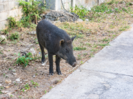 Contenimento fauna selvatica: no alla modifica degli articoli 12 e 19 legge 157/92 contenimento