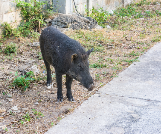 Contenimento fauna selvatica: no alla modifica degli articoli 12 e 19 legge 157/92 contenimento