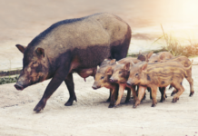 Confagricoltura ed Eps rivendicano il ruolo di agricoltura e caccia per valorizzare il territorio Confagricoltura