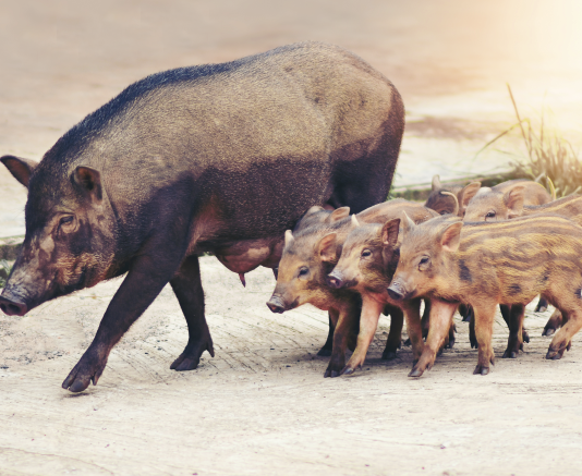 Confagricoltura ed Eps rivendicano il ruolo di agricoltura e caccia per valorizzare il territorio Confagricoltura