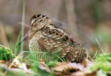 Beccaccia: attenzione ai prelievi, quest’anno la stagione riproduttiva è stata scarsa beccaccia