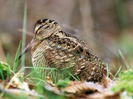 Beccaccia: attenzione ai prelievi, quest’anno la stagione riproduttiva è stata scarsa beccaccia