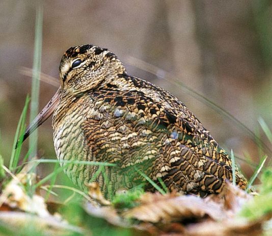 Beccaccia: attenzione ai prelievi, quest’anno la stagione riproduttiva è stata scarsa beccaccia