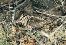 Fanbpo: preoccupazione per la situazione della beccaccia in Europa fanbpo