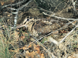 Fanbpo: preoccupazione per la situazione della beccaccia in Europa fanbpo