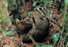 Caccia Tv, Sky canale 235: giovani cacciatori protagonisti Caccia Tv