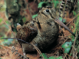 Caccia Tv, Sky canale 235: giovani cacciatori protagonisti Caccia Tv