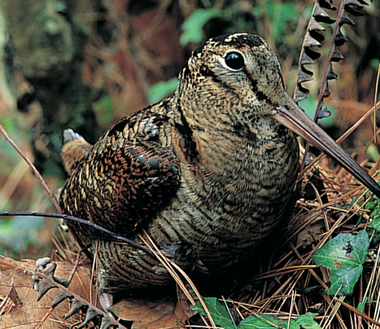 Caccia Tv, Sky canale 235: giovani cacciatori protagonisti Caccia Tv