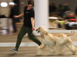 A Hit Dog Show 1.500 cani di razze diverse Hit Dog Show 2018