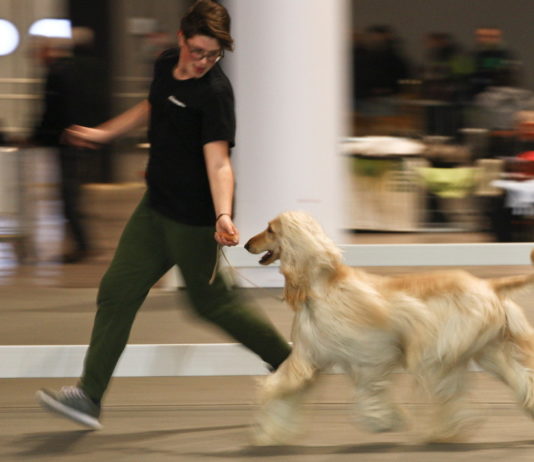 A Hit Dog Show 1.500 cani di razze diverse Hit Dog Show 2018